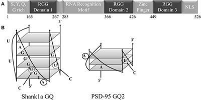 FUS Recognizes G Quadruplex Structures Within Neuronal mRNAs